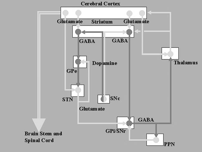 Basal Ganglia Circuitry